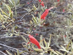 Eremophila glabra