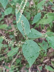 Achyranthes bidentata
