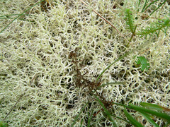 Cladonia confusa