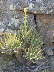 Tylecodon wallichii