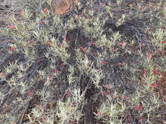 Eremophila glabra