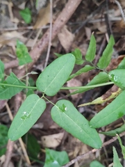Akebia trifoliata