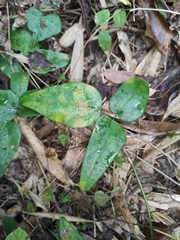 Akebia trifoliata