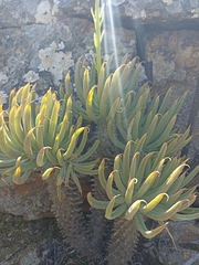 Tylecodon wallichii