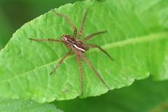 Dolomedes
