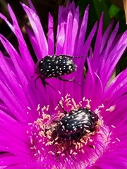 Oxythyrea marginalis