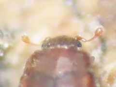 Murmidiidae