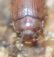 Murmidiidae