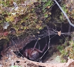 Steatoda nobilis