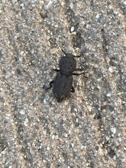 Phloeodes diabolicus