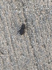 Phloeodes diabolicus