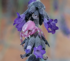 Thomisus citrinellus