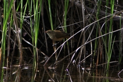 Acrocephalus australis