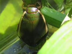 Cybister lateralimarginalis