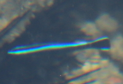 Labroides dimidiatus