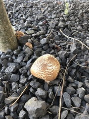 Echinoderma