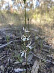 Caladenia cucullata