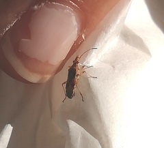 Belonochilus numenius