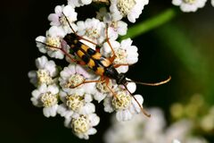 Strangalia attenuata