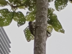 Yungipicus moluccensis