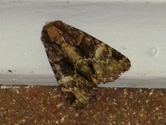 Phosphila turbulenta