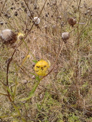 Helenium virginicum