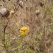 Helenium virginicum - Photo (c) holycowchip, algunos derechos reservados (CC BY-NC), uploaded by holycowchip
