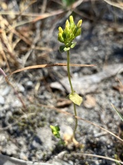Gentianaceae