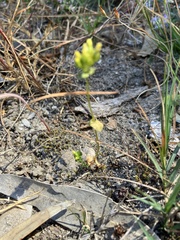 Gentianaceae