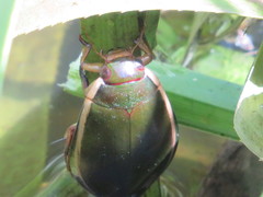 Cybister lateralimarginalis