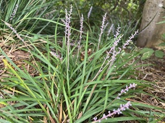 Liriope spicata