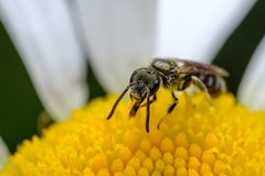 Halictus