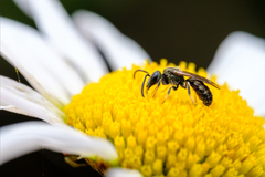Halictus