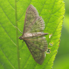 Patania ruralis