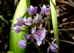 Spathoglottis