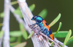 Castiarina crenata
