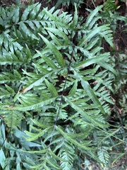 Pteris semipinnata