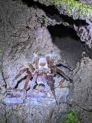 Sericopelma