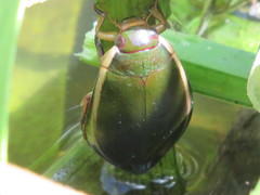 Cybister lateralimarginalis