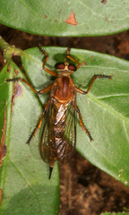 Clephydroneura