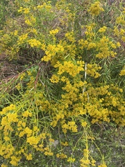 Flaveria floridana