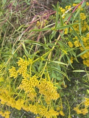 Flaveria floridana