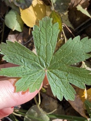 Geranium sylvaticum
