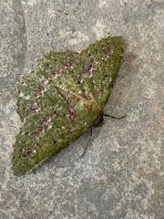 Herochroma cristata