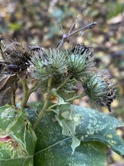 Arctium