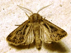 Agrotis gladiaria