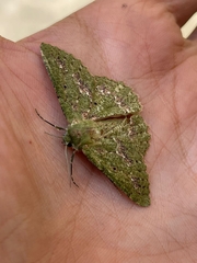 Herochroma cristata