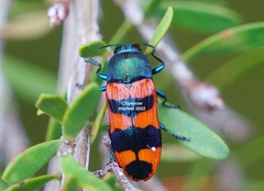 Castiarina crenata