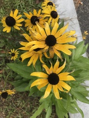 Rudbeckia