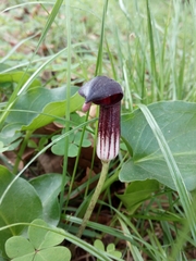 Arisarum simorrhinum